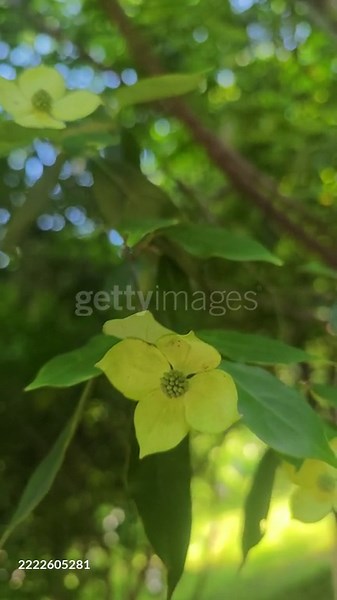 chinese medicine plant Cornus kousa subsp. chinensis  Q. Y. Xiang in...