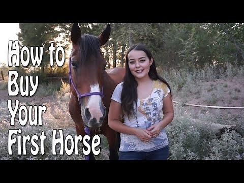 How To Buy Your First Horse
