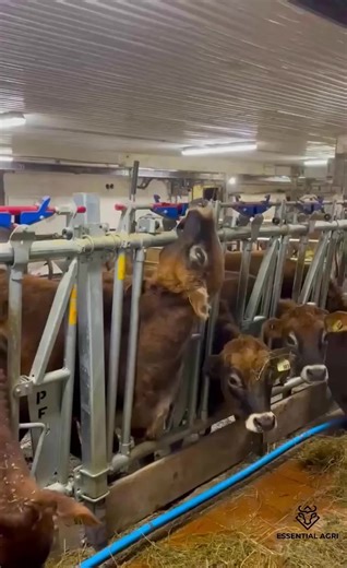 Houdini the Jersey 🐮 #cow #escape #jersey #dairy #essentialagri