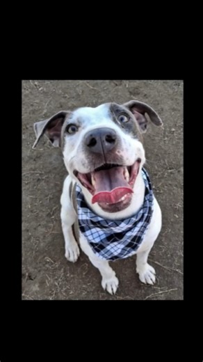 7K views · 34 reactions | @woofers_in_need with RUSTY! SHORT ON...