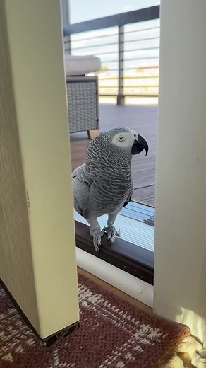 #funny #bird #parrot #birdtricks #pet