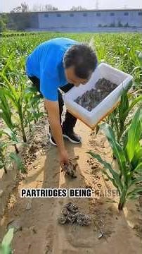 Partridge farming #farming #partridges #breeding