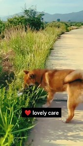 5.6K views · 108 reactions | Friendship _ puppy and rabbit . A beautiful moment #13 - #shorts #puppy #duckling #duck #rabbit #cat # #amazingfriendship #animalfriendship #lovelyfamily #animalsvideo #funnyanimals #reels #trend #viral #fbreels #funnyreels #viralvideo | Wild Life | Facebook