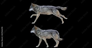 Set of wolf walking and running realistic animation. Isolated animal video including alpha channel allows to add background in post-production. Element for visual effects.