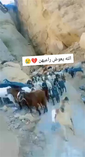 #ماشاءالله_تبارك_الله #الجنوب #الغنامه_طالعين_لربيع #الاردن #😭💔😭الغنم نهار عليه طور بلاردن عرق الكرك