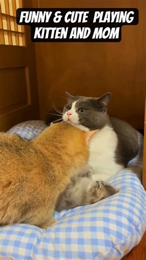 Cute And Funny playing kitten with family #kitten #petpeeves #cutecat #cute #funny #cat #pets