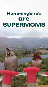Happy Mother's Day to all the amazing moms out there! 🌸🌼🌺 Today, we're celebrating hummingbird moms who are some of the most dedicated and hardworking moms in the animal kingdom. Check out all the awesome things they do 📹 🐦 Get to know them from up-close with our Smart Hummingbird Feeder! Launching on Kickstarter this Tuesday, May 16: https://bit.ly/3ADJ3Dh | Birdbuddy
