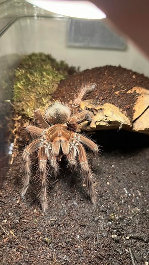 Best name for this take down wins! I would call this an alley oop take down. These guys are the true representation of Goliath Bird-eaters 🫣🤯 #theraphosaapophysis #theraphosablondi #theraphosastirmi #GoliathBirdeater #tarantula #spider #TarantulaCare #ArachnidAddict #pets #inverts #tarantulakeeper #insects #inverts #love | Ace Metallica