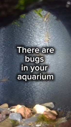 They look scary 🤯 They’re actually part of a healthy ecosystem. Freshwater isopods (Asellus aquaticus) are natural cleanup crew members. They feed on detritus and help keep your tank stable. Would you keep them… or remove them? 👀 #aquarium #plantedtank #aquariumlife #microfauna #shrimpkeeper | Oliver Knott
