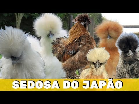 GALINHA SEDOSA DO JAPÃO - VARIEDADES E CARACTERÍSTICAS