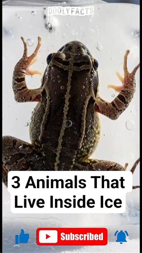 3 Animals That Live Inside Ice — #3 Freezes Solid