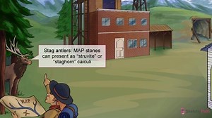 Magnesium Ammonium Phosphate (MAP) Stones, Uric Acid Stones, & Cystine Stones - Free Sketchy Medical Lesson