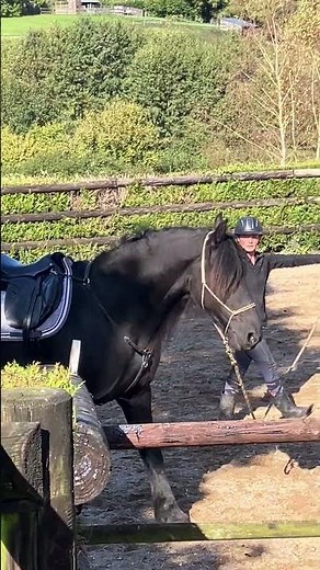 Cheval à vendre - Frison Hongre Ster de 5 ans - Vidéo 3 - equirodi.com