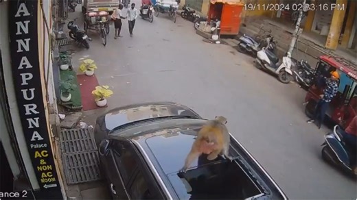 Video: Monkey falls from terrace, breaks car sunroof in Varanasi, escapes unharmed
