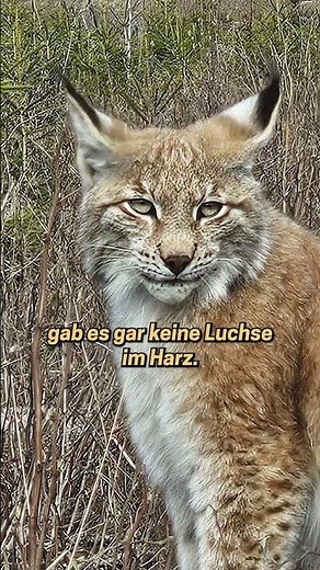 Hikers spot five lynx in the #harz