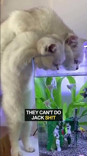 Cats Evil Plan to Eat Fish