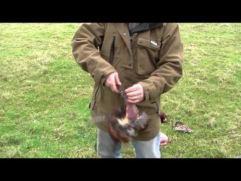 Bushcraft - Field dressing a pheasant