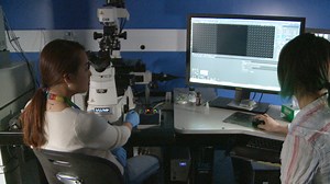 Visualization of 3D White Adipose Tissue Structure Using Whole-mount Staining