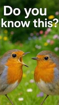 Things you want and need to know about European robins, UK garden bird facts