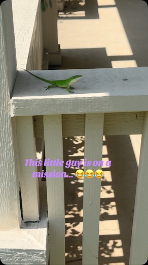 🤣🤣🤣🤣🤣🤣🤣🤣🤣🤣🤣 CA - First Choice Realty & Funding Solutions TX - Asset Realty & Lending TX #texas #california #realtors #Homeloans #friends #mortgage #love #beautiful #happy #fyp #smile #family #life #move #motivation #realestate #homes #realtorlife #forsale #listing #greatvalue #househunting #homegoals #locationlocationlocation #buy #sell #investmentproperty @highlight @followers | First Choice Realty & Funding Solutions