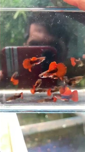 #guppy for sale #theguppygalary#