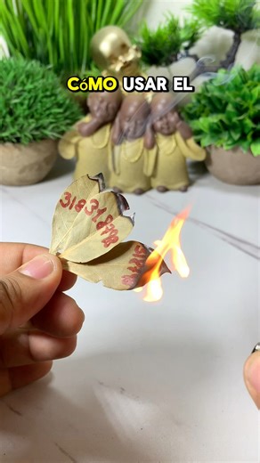 Cómo usar el laurel en la semana | Carlos tarot