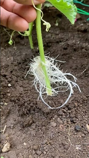 【黄金まくわの再生栽培】マクワウリの摘心した蔓から根が出たのでネギと一緒に植え付けました。#家庭菜園 #再生栽培 #メロン栽培 #gardening