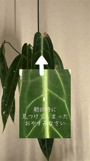 虫と園芸。ワロクアナムにカイガラムシ