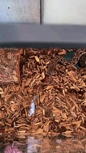 Snake Parenting: Tips for Baby Snakes as Pets