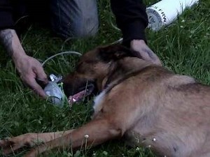 Video: Duisburg: Feuerwehr rettet Tiere aus brennendem Haus