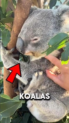 WHY KOALAS HUG TREES WHEN IT’S HOT!🐨🔥