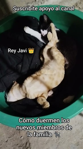 How the newest members of the family sleep 🐈‍⬛ #freefire #dogs #animals #puppy