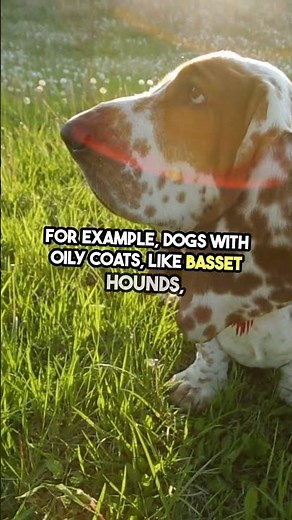 Dog Bathing Guide – How Often Should You Bathe Your Dog? #DogCare