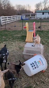 Training for a baby goat circus #babygoats #goats #babygoat #hobbyfarm #farmanimals #pets #funnyanimals #mommyfarmer | MommyFarmer