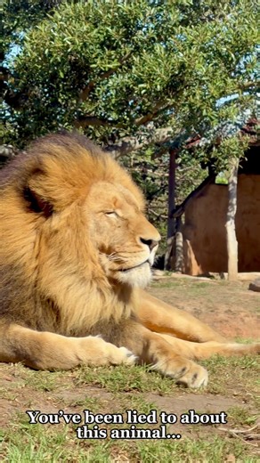 10 Astonishing Lion Facts That Will Surprise You