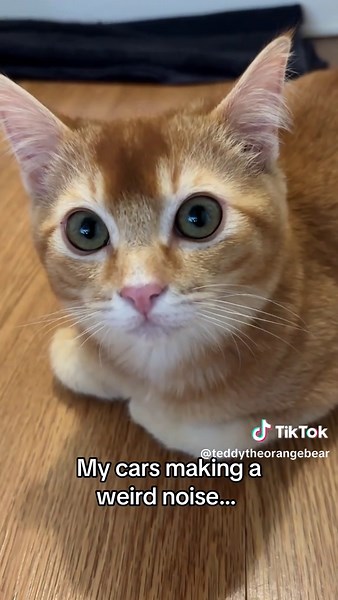 Does your engine sound like this too??? 😩 #catsoftiktok #orangekitten #orangecat #catlover #kittensoftiktok #orangekittensoftiktok #orangecatsoftiktok