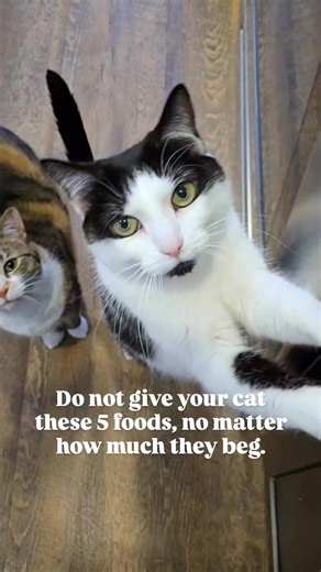 Foods You Should Never Feed Your Cat