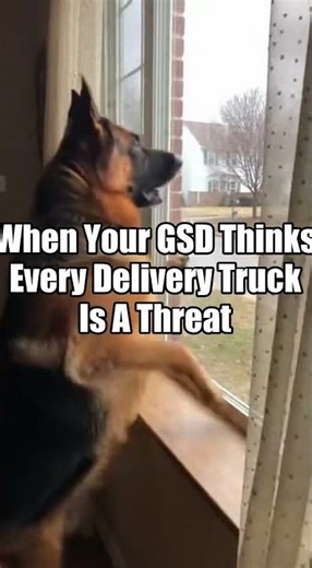 When Your GSD Thinks Every Delivery Truck Is A Threat