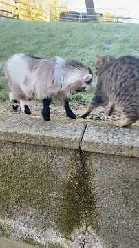 🐐Facts about pygmy goats!🐐#pygmygoats #galileo #funnyanimals #interestingfacts #shorts