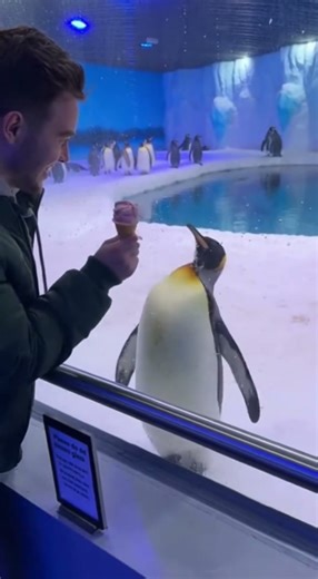 Ice Cream for the Penguin… He Added His Special Fishy Brown Topping! 🐧🍦💩