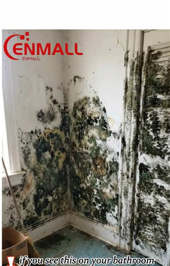 Effective Mold Removal Techniques for Your Home