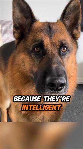 🐾 German Shepherd: why they always seem one step ahead 🐶🧠 #germanshepherd #dogshorts #cutedog