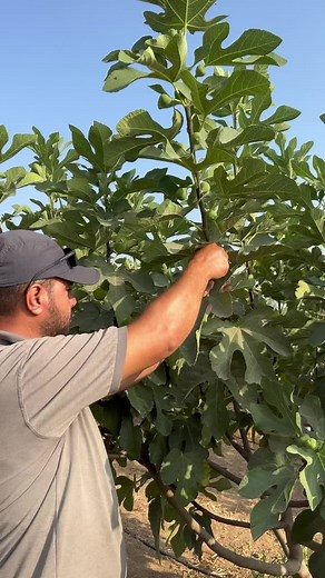 Preparing Figs with Traditional Techniques in the Countryside