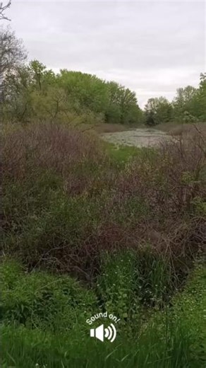 75K views · 1.5K reactions | The sound of love 殺 In the spring, as evening temperatures begin to warm up, the Eastern Gray Treefrog climbs down from his perch to serenade his future mate with a hearty, short call performed several times in succession. You'll hear this love song mostly during spring and early summer at dusk or on rainy days. | Pennsylvania Fish and Boat Commission | Facebook