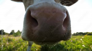 Portrait of curious cow looks into camera sniffing it with a big wet nose at meadow. Cute mammal animal grazing in green lawn and showing curiosity. Cattle on pasture. Farming concept. Close up