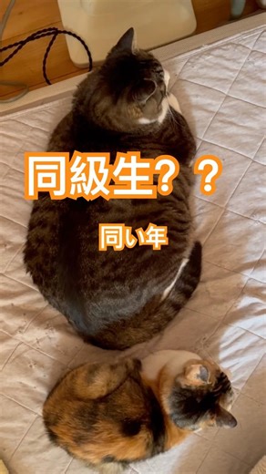 日本一かわいい大きな猫と日本一かわいい小さな猫。The Japan's most cute big cat and the Japan's most cute small cat.#cat #保護猫