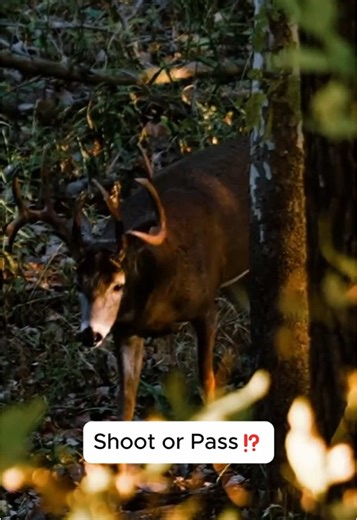 Deer Hunting Adventures: Techniques and Tips