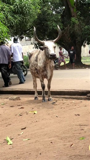 Casual Aura Farming Among Friends