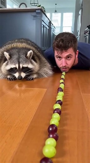 Raccoon vs. Dog: The Race 🏁