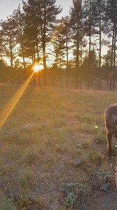 Sunset songs 🌞 🎶 Here Faelen and Maeve show off how wolves and wolfdogs will often change their pitch mid-howl, unlike the long low beautiful howls they’re more known for. These more varied (and definitely more screechy!) howls are a territorial mechanism, sounding from far away as if there are many more wolves around than there truly are. In this video, Faelen and Maeve were actually responding to the territorial barking of a coyote in the distance- safe to say, I think the coyote got a bit o
